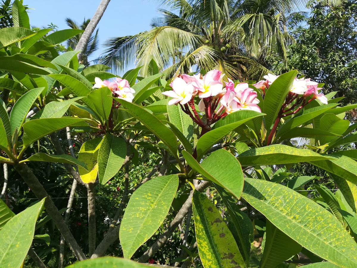 Star Beach Hotel Tangalle Eksteriør bilde